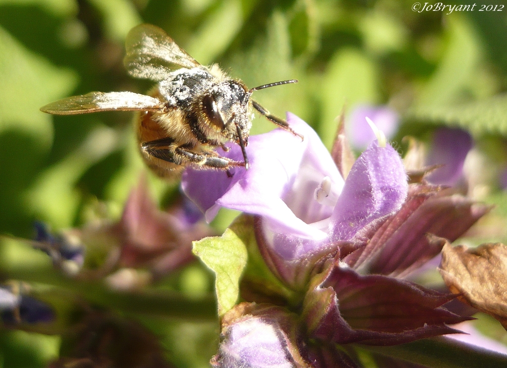 pollen covered bee