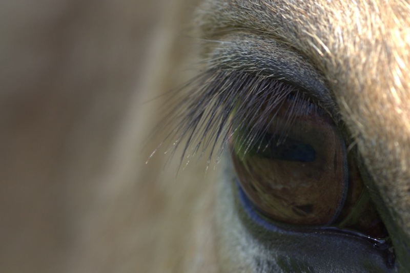 The beautiful lines of the eyelashes frames the patterns of the reflected grass in the eye.