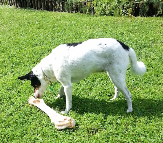 The bone is almost as big as the dog.