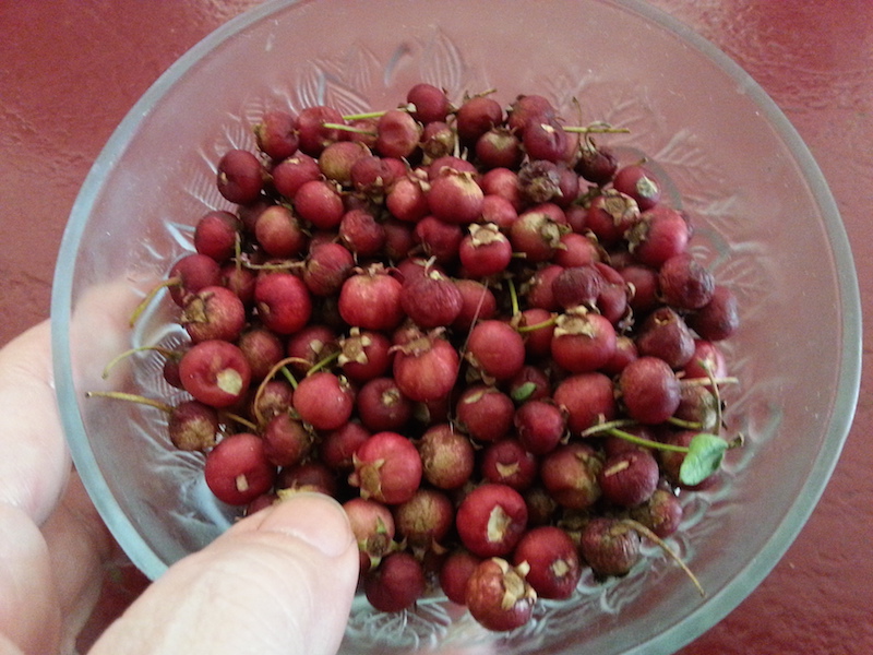 Chilean Guavas...tiny yes but sooo delicious.